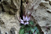 66 Raponzolo di roccia (Physoplexis comosa) in Filaressa... scoperto da Ettorina